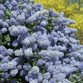 Ceanothus delilianus 'Gloire de Versailles' - Amerikaanse sering - Planthoogte: 30-40 cm - Pot Ø 19 cm (3 liter)