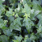 12 x Kleinbladerige Klimop - Wintergroene Klimplant / Bodembedekker - Hedera helix in 9x9cm pot met hoogte 10-40cm