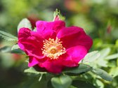 Rote Hannover | Struikroos | Roze - rood | Bijen | Botanische roos | 1,5 meter hoog | Wortel