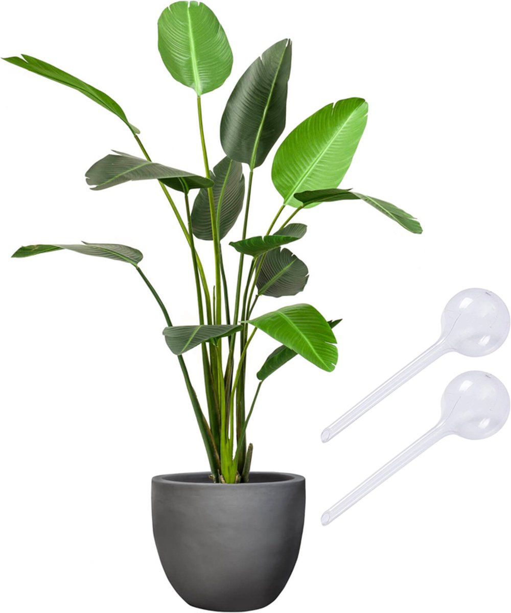 Waterbol (XL) - Transparant - Set 2 stuks - Waterdruppelaar, plantdruppelaar, watergeefsysteem, druppelsysteem, bewateringssysteem voor blije planten