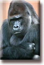 Een bijzondere magneet met een mooie afbeelding van een gorilla. De magneet kan op de koelkast worden gehangen of op een andere plek. Voor uzelf of Bestel Een Kado.