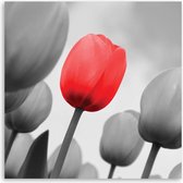 Trend24 - Canvas Schilderij - Rode Tulp In Grijs - Schilderijen - Bloemen - 30x30x2 cm - Rood