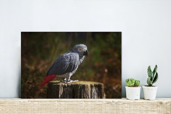 Beau rouge-queue gris sur tronc d'arbre scié Aluminium 30x20 cm - petit - Tirage photo sur aluminium (décoration murale métal)