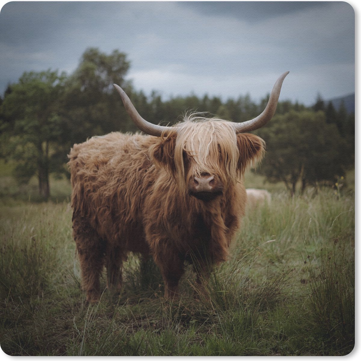 Muismat 30x30 cm - Mousepad Schotse hooglander - Dieren - Koe - Muismatten