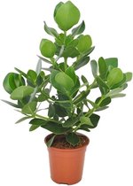 Bol.com Plant in a Box - Clusia rosea Princess - Stevige kamerplant - Groene bladeren - Pot 17cm - Hoogte 50-60cm aanbieding