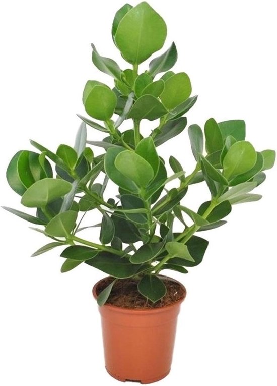 Plant in a Box - Clusia rosea Princess - Stevige kamerplant - Groene bladeren - Pot 17cm - Hoogte 50-60cm
