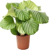 Calathea Orbifolia Kamerplant – Luchtzuiverende Kamerplant – Niet Giftig Voor Mens of Dier