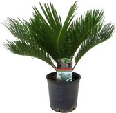 Plant in a Box - Cycas Revoluta - Varenpalm - Kamerplant - Pot 15cm - Hoogte 45-60cm