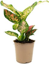 Aglaonema Spotted Star  Ø12cm  Chinese wintergroen