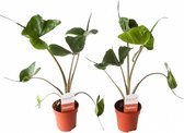 Plant in a Box - Alocasia Stingray - Set van 2 kamerplanten - Pot ⌀12cm - Hoogte ↕ 30-40cm