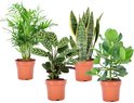 Plant in a Box - Oersterke Kamerplanten Mix - Set van 4 planten - Kamerplant - Easy care - Pot ⌀12cm - Hoogte ↕ 25-40cm