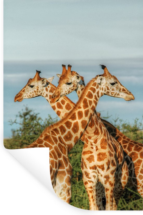 Sticker Muursticker Girafe - Girafes en Ouganda - 20x30 cm - feuille autocollante - sticker mural repositionnable