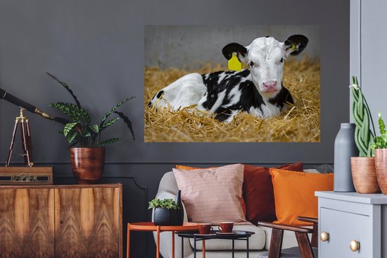 Sticker Muursticker Vache frisonne - Veau mignon de vache frisonne mensonges instro - 120x80 cm - film adhésif autocollant - sticker mural repositionnable