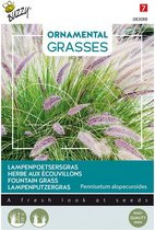 Buzzy zaden - Lampenpoetsersgras - Pennisetum alopecuroides | Ornamental Grasses