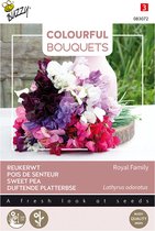 Buzzy bloemzaad -  Reukerwt Royal Family | Colorful Bouquets