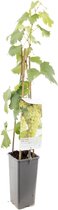 Witte druif - Vitis vinifera Fanny - fruitplant - klein fruit - ca. 60cm hoog