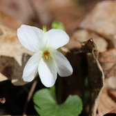 6x Viola odorata ‘Alba’ - Viooltje - Pot 9x9 cm