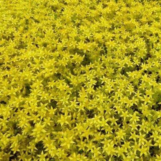 Gedetailleerd beeld van een veld met gele Sedum acre plantjes met kleine, stervormige blaadjes.