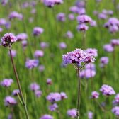 12x Verbena bonariensis - IJzerhard - Pot 9x9 cm