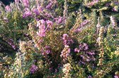 6 x Erica darleyensis - roze - winterheide - P10.5