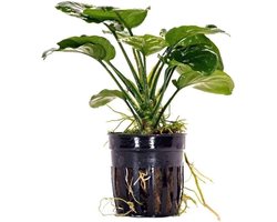 Anubias Golden coin in 5 cm pot