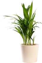 Plant in hydrocultuur systeem van Botanicly: Goudpalm met weinig onderhoud – in crème kleurig hydrocultuur sierpot – Hoogte: 25 cm – Areca dypsis lutescens