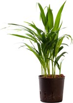 Plant in hydrocultuur systeem van Botanicly: Goudpalm met weinig onderhoud – Hoogte: 35 cm – Areca dypsis lutescens