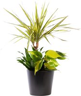 Plant in hydrocultuur systeem van Botanicly: Drakenboom met weinig onderhoud – in antraciet kleurig hydrocultuur sierpot – Hoogte: 45 cm – Dracaena Marginata Sunray