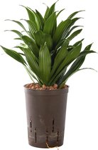 Plant in hydrocultuur systeem van Botanicly: Drakenboom met weinig onderhoud – Hoogte: 35 cm – Dracaena derem. Janet Craig Compacta