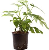 Plant in hydrocultuur systeem van Botanicly: Rhaphiolepis indica met weinig onderhoud – Hoogte: 30 cm