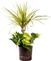 Plant in hydrocultuur systeem van Botanicly: Drakenboom met weinig onderhoud – Hoogte: 45 cm – Dracaena Marginata Sunray