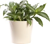 Plant in hydrocultuur systeem van Botanicly: Pekinggras met weinig onderhoud – in crème kleurig hydrocultuur sierpot – Hoogte: 25 cm – Murdannia Bright Star