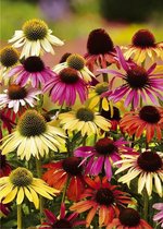 8x Zonnehoed 'Echinacea cheyenne spirit'  bloembollen met bloeigarantie