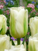 60x Tulpen 'Green spirit'  bloembollen met bloeigarantie