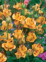 30x Lelies 'Apricot fudge'  bloembollen met bloeigarantie