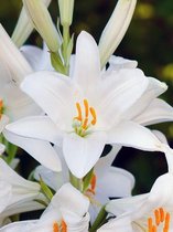 16x Lelies 'Candidum'  bloembollen met bloeigarantie