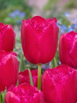 100x Tulpen 'Burgundy lace'  bloembollen met bloeigarantie