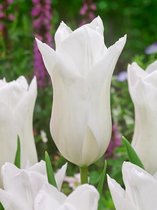80x Tulpen 'White triumphator'  bloembollen met bloeigarantie