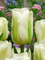 160x Tulpen 'Green spirit'  bloembollen met bloeigarantie