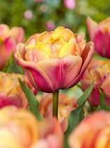 50x Tulpen 'La belle epoque'  bloembollen met bloeigarantie