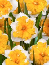 150x Narcissen 'Orangery'  bloembollen met bloeigarantie