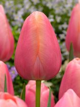 250x Tulpen 'Menton'  bloembollen met bloeigarantie