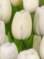 100x Tulpen 'Catherina'  bloembollen met bloeigarantie