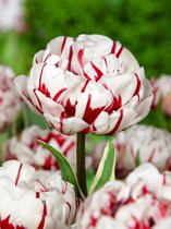 80x Tulpen 'Carnaval de nice'  bloembollen met bloeigarantie