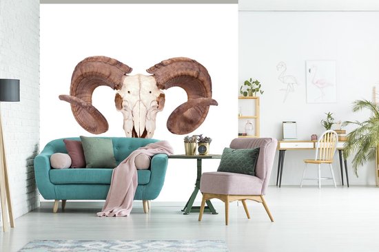 Papier peint photo vinyle - Un crâne de mouton sur fond blanc largeur 280 cm x hauteur 280 cm - Tirage photo sur papier peint (disponible en 7 tailles)