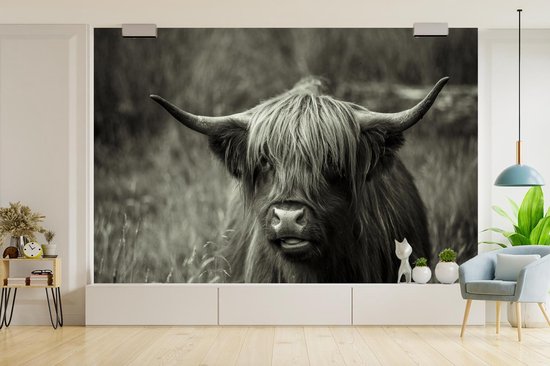 Papier peint - Papier peint photo Scottish Highlander - Portrait - Zwart - Wit - Largeur 360 cm x Hauteur 240 cm