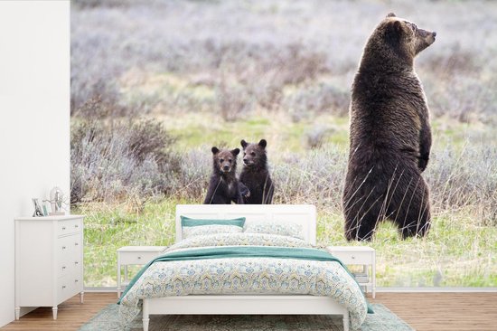 Papier peint vinyle - Un grizzli regarde autour de lui pour protéger les bébés largeur 330 cm x hauteur 220 cm - Tirage photo sur papier peint (disponible en 7 tailles)