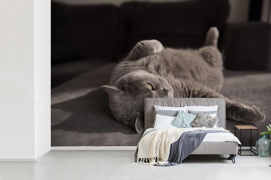 Papier peint Papier peint photo en vinyle - Chat sur une chaise grise largeur 330 cm x hauteur 220 cm - Tirage photo sur papier peint (disponible en 7 tailles)