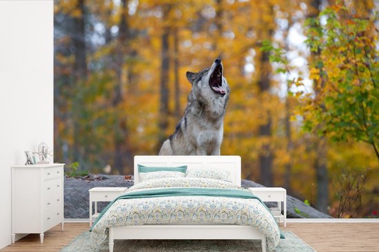 Papier peint photo peint photo vinyle - Loup hurlant au début de l'automne largeur 330 cm x hauteur 220 cm - Tirage photo sur papier peint (disponible en 7 tailles)