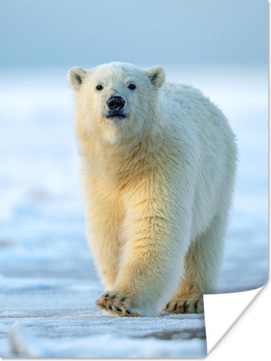 Poster IJsbeer - Welp - Sneeuw - 90x120 cm